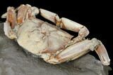 Fossil Crab (Macrophtalmus) Mounted On Rock - Madagascar #130630-5